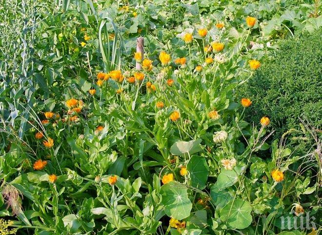 Еньовден – празникът на билките в Казанлък