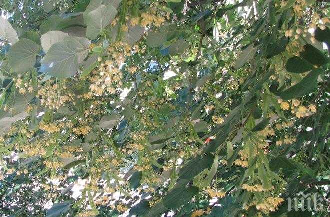 Забраниха брането на липов цвят в три парка във Видинско