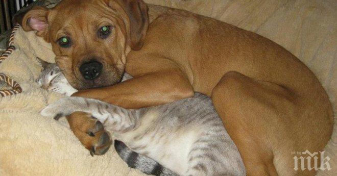 Кучета, които не знаят значението на фразата „лично пространство“