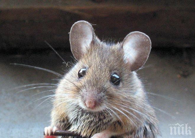 Изкуствено стимулиране на приятни спомени лекува депресия при мишки