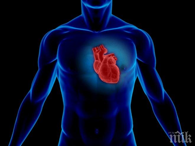 Учени откриха протеин, възстановяващ сърцето 