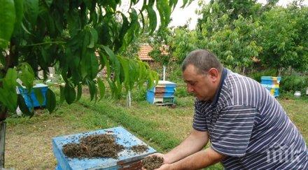 задигнаха два пчелни кошера