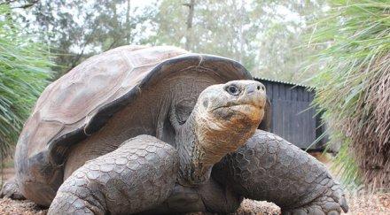 приспаха 150 годишна гигантска костенурка