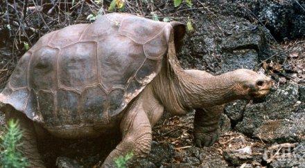 евтанизираха костенурка 150 години
