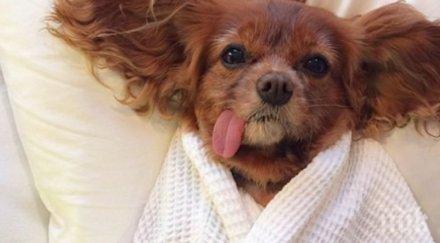 кучета обожават спят леглата своите стопани