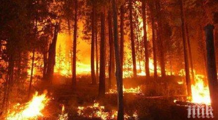 площта пожарите русия увеличила изминалите почивни дни