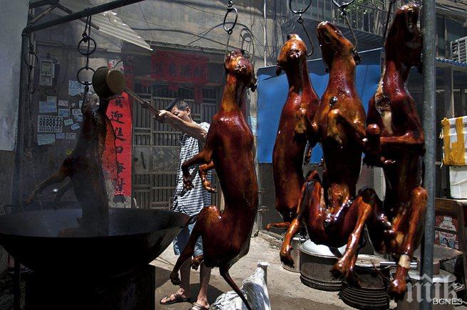 Китайка спаси сто кучета от казана