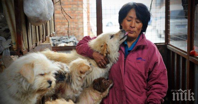 Жена измина 2400 км и плати над хиляда долара за да спаси 100 кучета от китайски фестивал