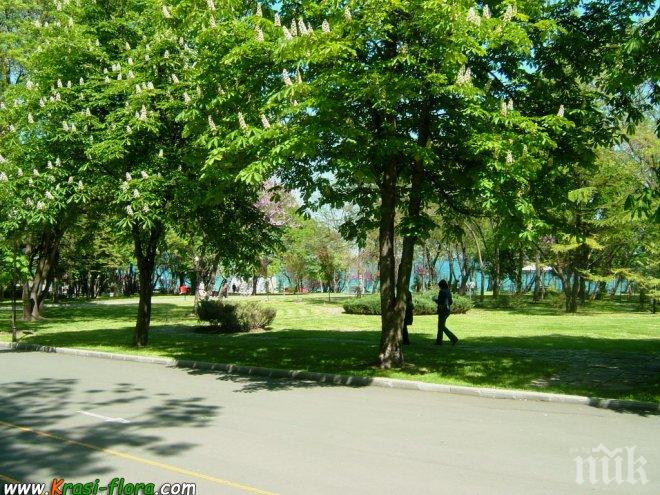 Момче е с опасност за живота след инцидент в Морската градина във Варна