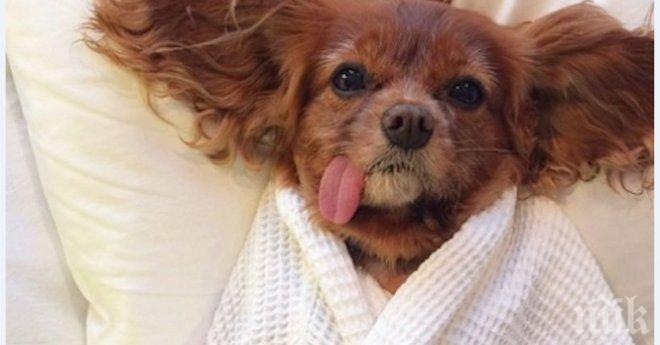 Кучета, които обожават да спят в леглата на своите стопани