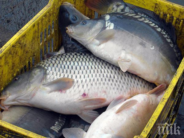 Иззеха 130 килограма риба от незаконен улов

