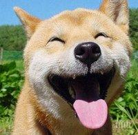 Животните не могат да се смеят? Тези 23 щастливи животни в света, ще ти докажат обратното