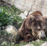Последните мечки от Лъки утре пътуват за Холандия