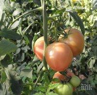 Предлагат първокачествени зеленчуци в Пазарджишко