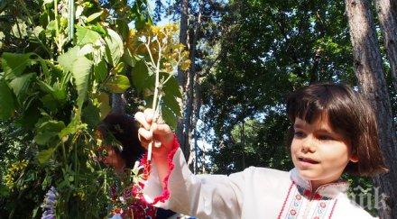 еньовден празникът лечебните билки