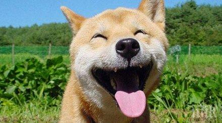 животните смеят щастливи животни света докажат обратното