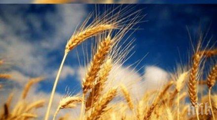 115 000 земеделски стопани кандидатствали директни плащания