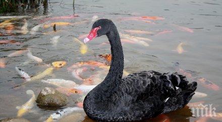 благоевградският лебед пепи пак избяга