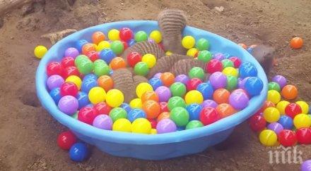 крие купата цветните топки