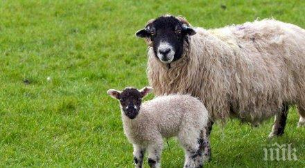 французи изяли гмо агне