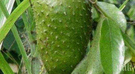 сензационно разкритие вижте плодът лекува рака мощния антиканцероген планетата