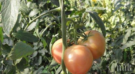 предлагат първокачествени зеленчуци пазарджишко