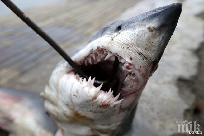 Риба, нападаща мъжки пениси, заловиха в САЩ