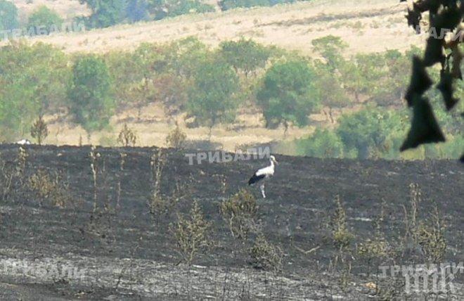 Унищожиха с отрова нива в Галиче