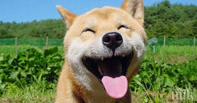 Животните не могат да се смеят? Тези 23 щастливи животни в света, ще ти докажат обратното