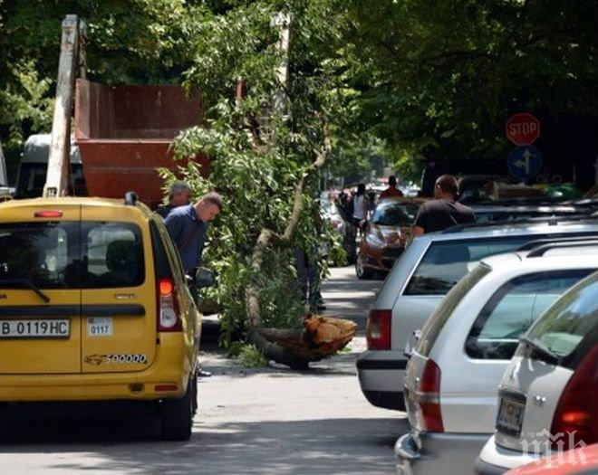 Камион събори огромен клон на улица във Варна!