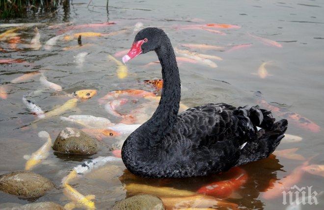 Благоевградският лебед Пепи пак избяга