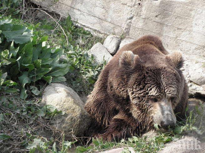 Последните мечки от Лъки утре пътуват за Холандия