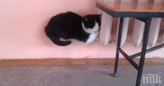 Тези снимки ще те заблудят много успешно, гаранция!