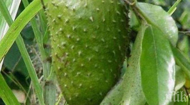 Сензационно разкритие! Вижте кой е плодът, който лекува рака? Ето го най-мощния антиканцероген на планетата!