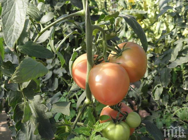 Предлагат първокачествени зеленчуци в Пазарджишко