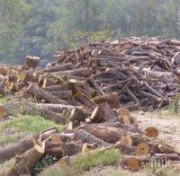 Криминално проявени изсичат гората в Хайрединско