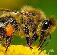 Осло създава „магистрала за пчели“
