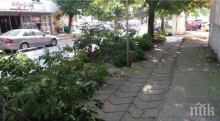 огромен клон падна кола центъра варна снимка