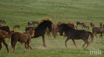 счупен нос огромен отток ритник кон лицето ром