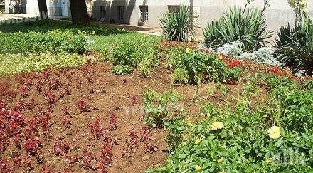 вандали унищожават градинките враца