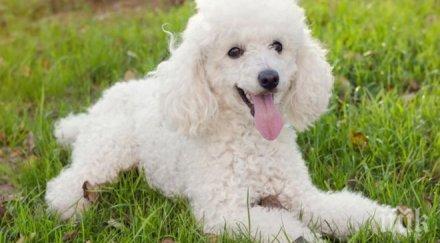 агресивен пудел тормози гражданка пловдив