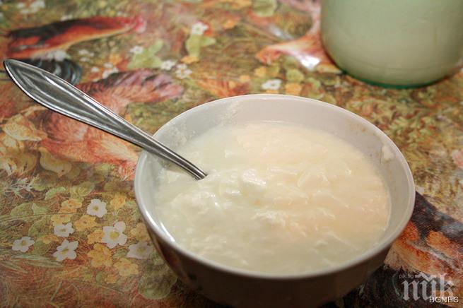 Затворът в Белене търси купувач на 60 000 литра мляко на месец