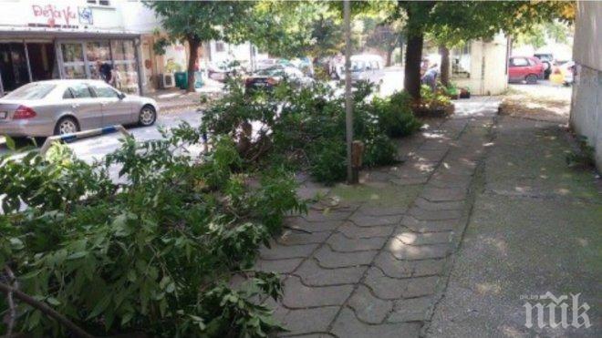 Огромен клон падна върху кола в центъра на Варна (снимка)