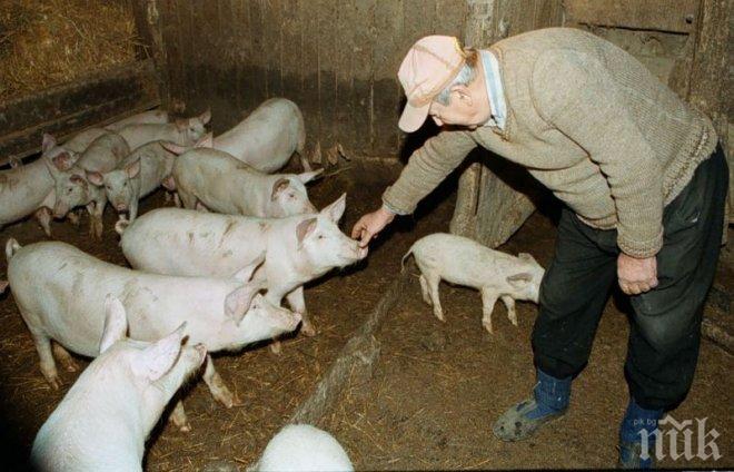 Невръстни хлапета задигнаха 6 малки прасенца