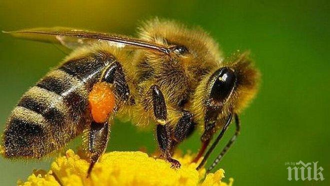 Осло създава „магистрала за пчели“