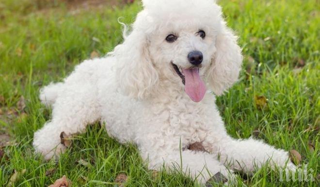 Агресивен пудел тормози гражданка в Пловдив