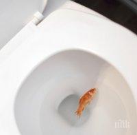 Канада: Не изхвърляйте златните си рибки в тоалетната, защото се размножават с обезпокоителни темпове