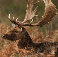 Намериха прострелян благороден елен край Исперих
