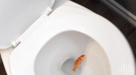 канада изхвърляйте златните рибки тоалетната размножават обезпокоителни темпове