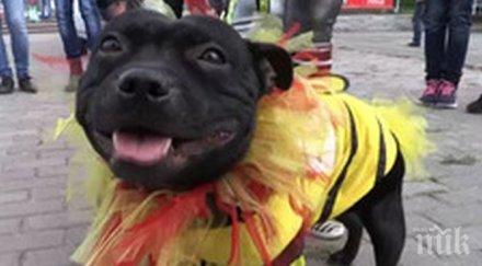 родно приложение урежда срещи кучета